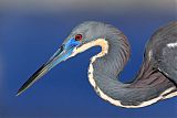 Tricolored Heron